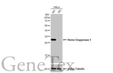 Anti-Heme Oxygenase 1 antibody [HL1780] used in Western Blot (WB). GTX637432
