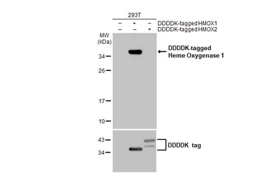 Anti-Heme Oxygenase 1 antibody [HL1780] used in Western Blot (WB). GTX637432