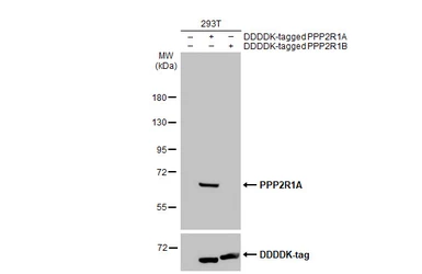 Anti-PPP2R1A antibody [HL1781] used in Western Blot (WB). GTX637433