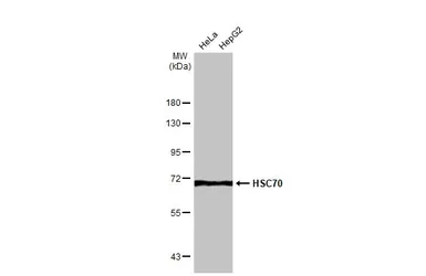 Anti-HSC70 antibody [HL1788] used in Western Blot (WB). GTX637440
