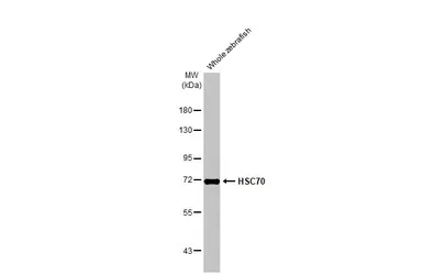 Anti-HSC70 antibody [HL1788] used in Western Blot (WB). GTX637440