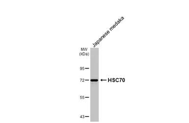 Anti-HSC70 antibody [HL1788] used in Western Blot (WB). GTX637440