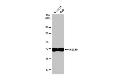 Anti-HSC70 antibody [HL1788] used in Western Blot (WB). GTX637440