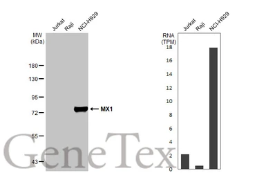 Anti-MX1 antibody [HL1790] used in Western Blot (WB). GTX637442