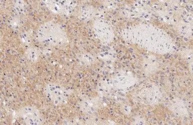 Anti-MX1 antibody [HL1790] used in IHC (Paraffin sections) (IHC-P). GTX637442