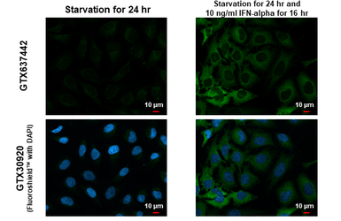 Anti-MX1 antibody [HL1790] used in Immunocytochemistry/ Immunofluorescence (ICC/IF). GTX637442