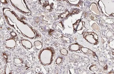 Anti-EPO antibody [HL1794] used in IHC (Paraffin sections) (IHC-P). GTX637446