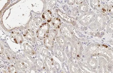 Anti-EPO antibody [HL1794] used in IHC (Paraffin sections) (IHC-P). GTX637446