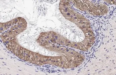 Anti-CHD4 antibody [HL1798] used in IHC (Paraffin sections) (IHC-P). GTX637450
