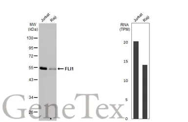 Anti-FLI1 antibody [HL1805] used in Western Blot (WB). GTX637457