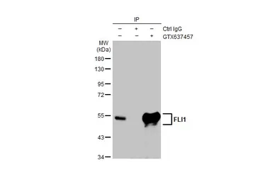Anti-FLI1 antibody [HL1805] used in Immunoprecipitation (IP). GTX637457