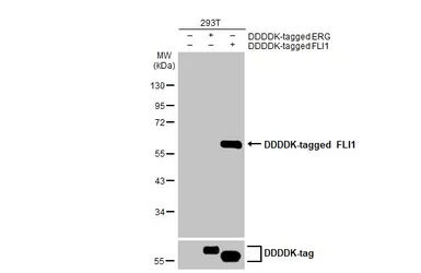 Anti-FLI1 antibody [HL1805] used in Western Blot (WB). GTX637457