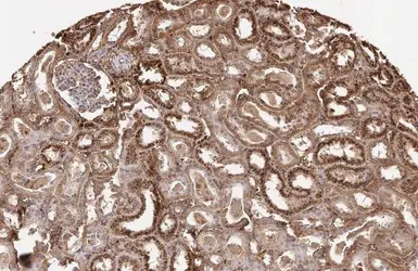 Anti-Prealbumin antibody [HL1823] used in IHC (Paraffin sections) (IHC-P). GTX637548