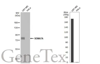 Anti-SEMA7A antibody [HL1826] used in Western Blot (WB). GTX637551