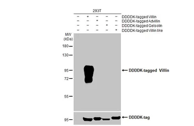 Anti-Villin antibody [HL1830] used in Western Blot (WB). GTX637555