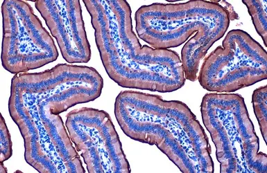 Anti-Villin antibody [HL1830] used in IHC (Paraffin sections) (IHC-P). GTX637555