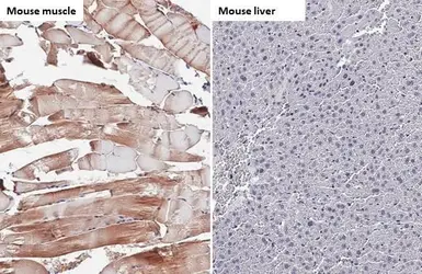 Anti-TRIM72 antibody [HL1855] used in IHC (Paraffin sections) (IHC-P). GTX637580