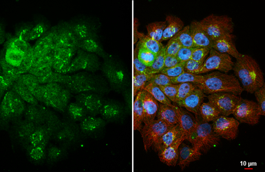 Anti-IL18 antibody [HL1859] used in Immunocytochemistry/ Immunofluorescence (ICC/IF). GTX637584