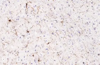 Anti-Iba1 antibody [HL1880] used in IHC (Paraffin sections) (IHC-P). GTX637629