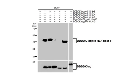 Anti-HLA class I antibody [HL1882] used in Western Blot (WB). GTX637631