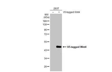 Anti-Wnt4 antibody [HL1889] used in Western Blot (WB). GTX637638