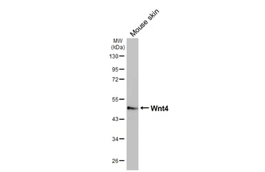 Anti-Wnt4 antibody [HL1889] used in Western Blot (WB). GTX637638