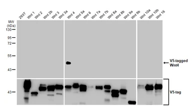Anti-Wnt4 antibody [HL1889] used in Western Blot (WB). GTX637638