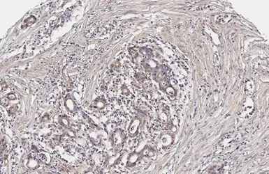 Anti-YAP1 antibody [HL1894] used in IHC (Paraffin sections) (IHC-P). GTX637643