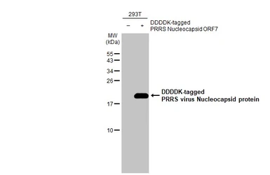 Anti-PRRS virus Nucleocapsid protein antibody [HL1901] used in Western Blot (WB). GTX637650