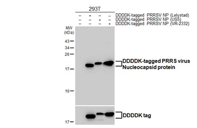 Anti-PRRS virus Nucleocapsid protein antibody [HL1901] used in Western Blot (WB). GTX637650