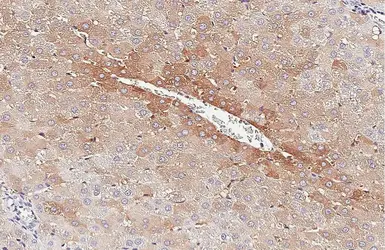 Anti-Ferritin Heavy Chain antibody [HL1905] used in IHC (Paraffin sections) (IHC-P). GTX637654