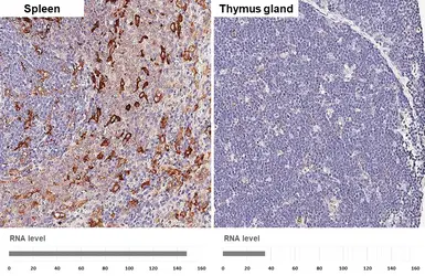 Anti-Ferritin Heavy Chain antibody [HL1905] used in IHC (Paraffin sections) (IHC-P). GTX637654