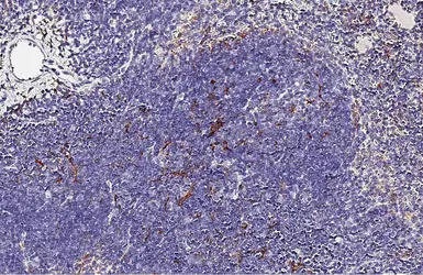 Anti-Ferritin Heavy Chain antibody [HL1905] used in IHC (Paraffin sections) (IHC-P). GTX637654