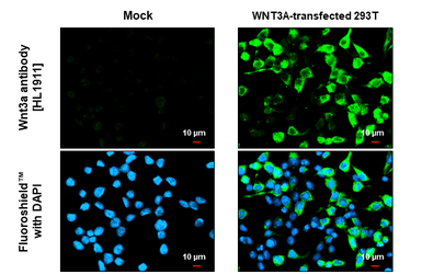 Anti-Wnt3a antibody [HL1911] used in Immunocytochemistry/ Immunofluorescence (ICC/IF). GTX637660