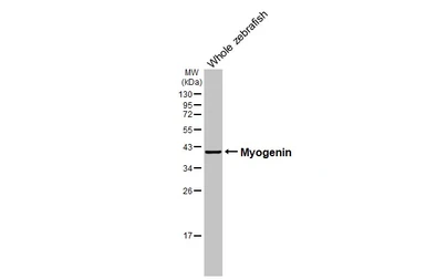 Anti-Myogenin antibody [HL1913] used in Western Blot (WB). GTX637662