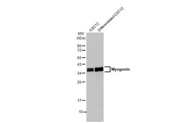 Anti-Myogenin antibody [HL1913] used in Western Blot (WB). GTX637662