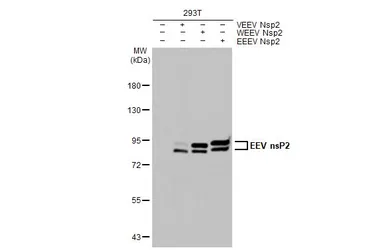 Anti-Equine Encephalitis Virus nsP2 antibody [HL1920] used in Western Blot (WB). GTX637669