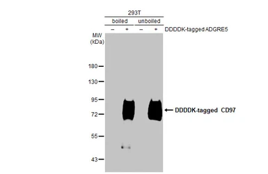 Anti-CD97 antibody [HL1924] used in Western Blot (WB). GTX637673