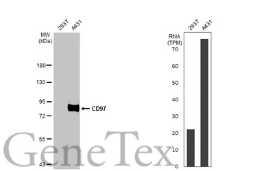 Anti-CD97 antibody [HL1924] used in Western Blot (WB). GTX637673