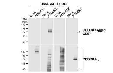 Anti-CD97 antibody [HL1924] used in Western Blot (WB). GTX637673