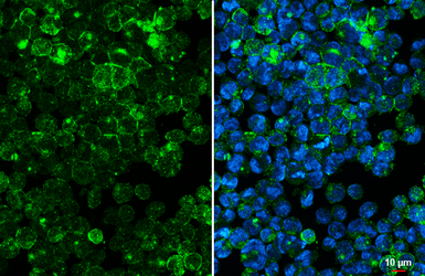Anti-CD97 antibody [HL1924] used in Immunocytochemistry/ Immunofluorescence (ICC/IF). GTX637673