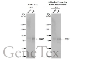 Anti-CD97 antibody [HL1925] used in Western Blot (WB). GTX637674