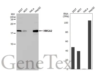 Anti-HMGA2 antibody [HL1936] used in Western Blot (WB). GTX637773
