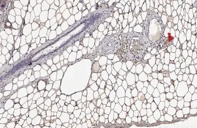 Anti-Monoglyceride lipase antibody [HL1938] used in IHC (Paraffin sections) (IHC-P). GTX637775