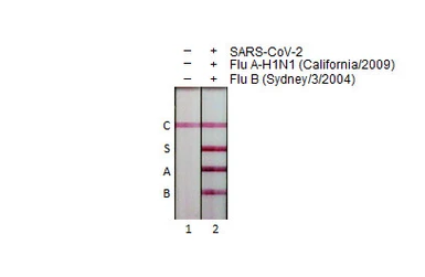 Anti-Influenza A virus Nucleoprotein antibody [HL1952] used in Lateral Flow (Lateral Flow). GTX637789