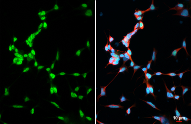 Anti-TCF3 / E2A antibody [HL1954] used in Immunocytochemistry/ Immunofluorescence (ICC/IF). GTX637791