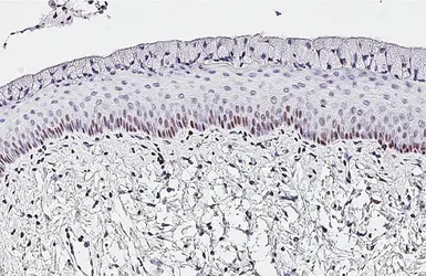 Anti-PCNA antibody [HL1965] used in IHC (Paraffin sections) (IHC-P). GTX637858
