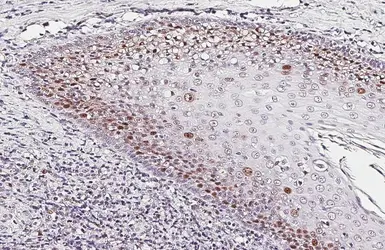 Anti-PCNA antibody [HL1965] used in IHC (Paraffin sections) (IHC-P). GTX637858