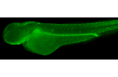 Anti-PCNA antibody [HL1965] used in IHC (Whole mount) (IHC-Wm). GTX637858