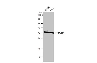 Anti-PCNA antibody [HL1965] used in Western Blot (WB). GTX637858